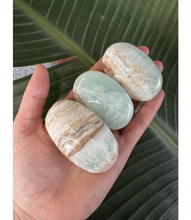 Caribbean Calcite Palm, Size Small [75-99gr]
