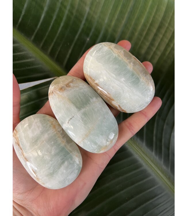 Caribbean Calcite Palm, Size Medium [100-124gr]