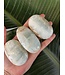 Caribbean Calcite Palm, Size Medium [100-124gr]