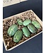 Tremolite Palms 1KG bulk lot