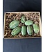 Tremolite Palms 1KG bulk lot