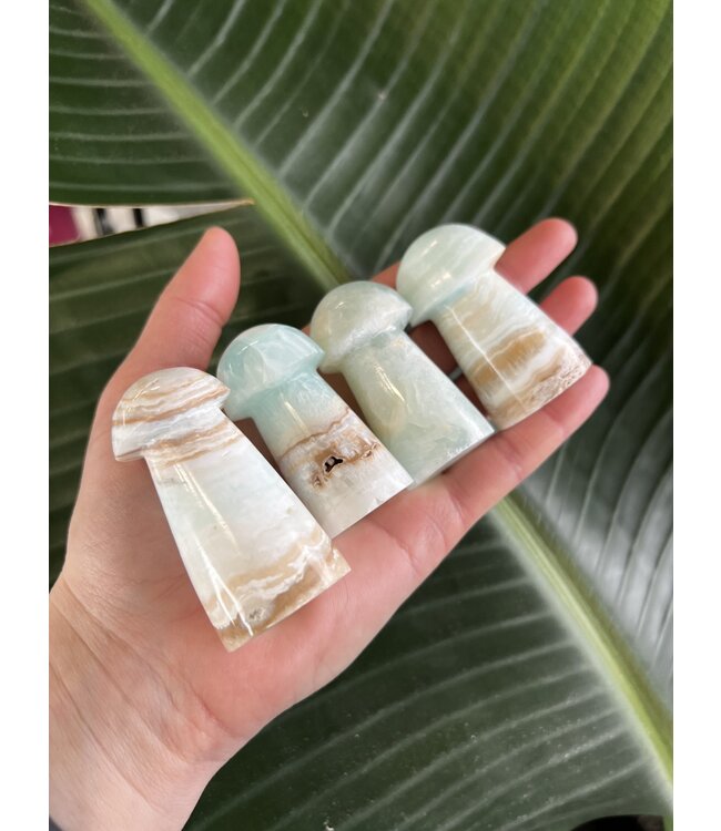 Caribbean Calcite Mushroom, Size Large [75-99gr]