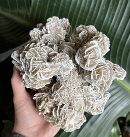 Desert Rose Raw Specimen #176, 1540gr *disc.*