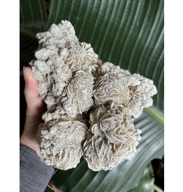 Desert Rose Raw Specimen #172, 1268gr