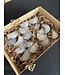 Tourmalinated Quartz Moons 1KG bulk lot