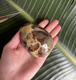 Septarian Palm Stone, Size Giant-Plus [275-299gr]