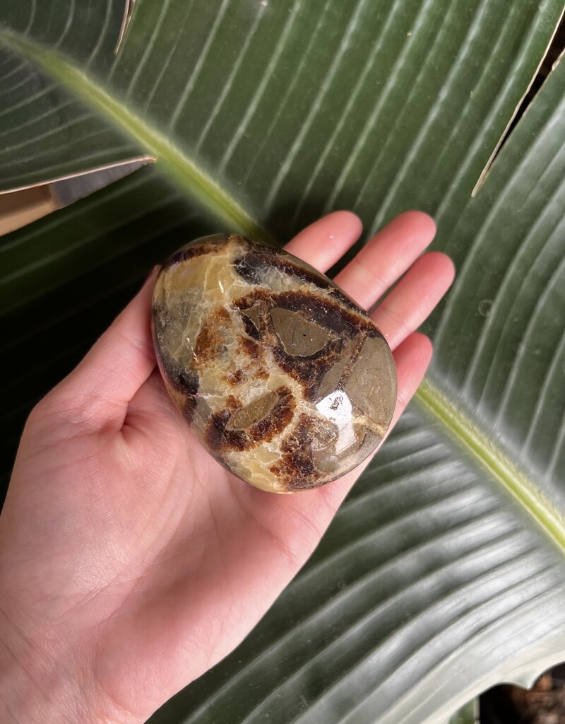 Septarian Palm Stone, Size Giant-Plus [275-299gr]