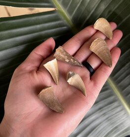 Mosasaur Teeth