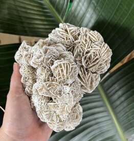 Desert Rose Raw Specimen #194, 1534gr *disc.*