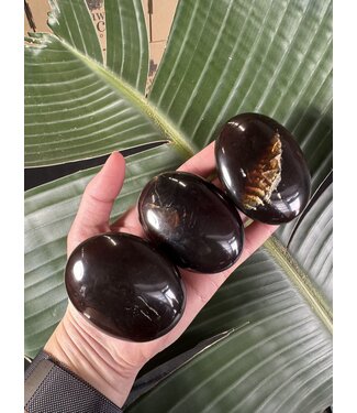 Amber Palm, Size X-Small [50-74gr]