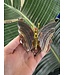 Fluorite Butterfly, Gold #15, 134gr