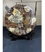 Ammonite Plate with Stand #2, 734gr