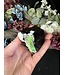 Schorl Black Tourmaline with Hyalite Opal #1, 276gr