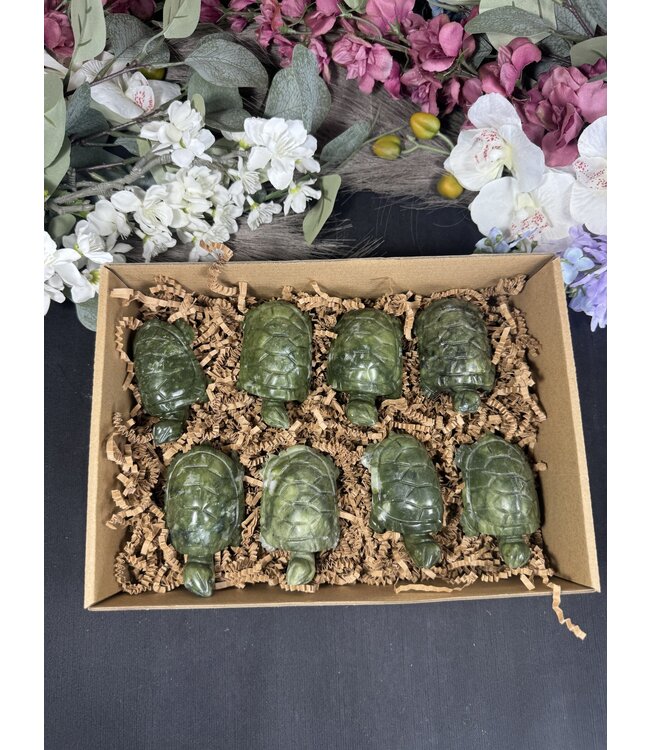 Green Jade Turtles 1KG bulk lot