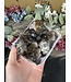 Smoky Quartz Cluster Lot #63, 354gr