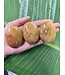 Golden Healer Palm Stone, Size Medium [100-124gr]