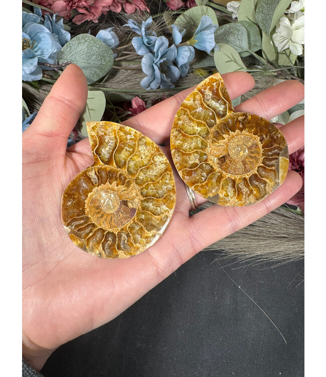 Ammonite Pair #48, 62gr