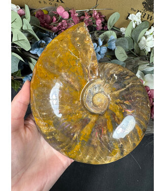 Whole Ammonite #20, 1102gr Whole Ammonite #20, 1102gr