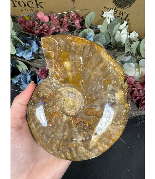 Whole Ammonite #20, 1102gr