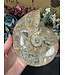 Whole Ammonite #21, 926gr