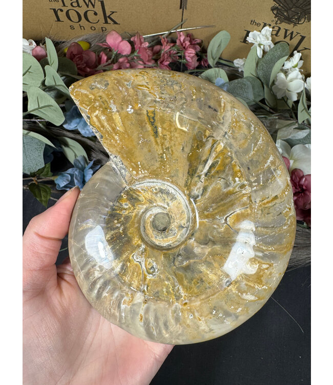 Whole Ammonite #21, 926gr
