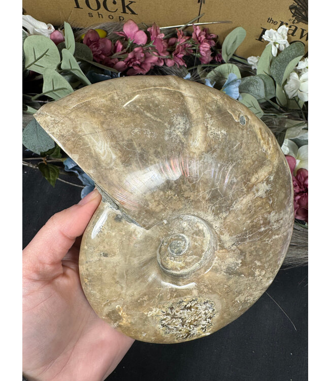 Whole Ammonite #23, 1488gr