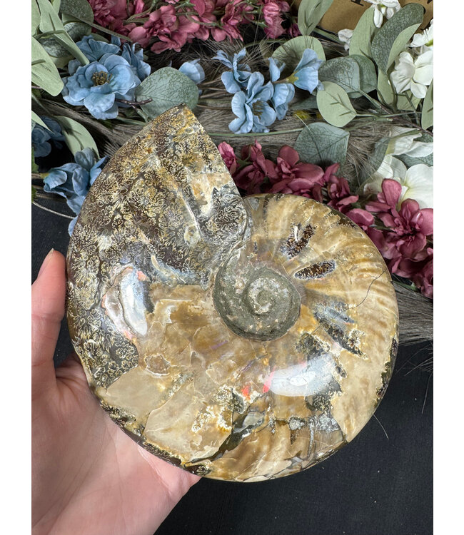 Whole Ammonite #26, 1268gr
