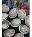 Abalone Shell