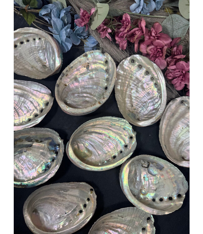 Abalone Shell