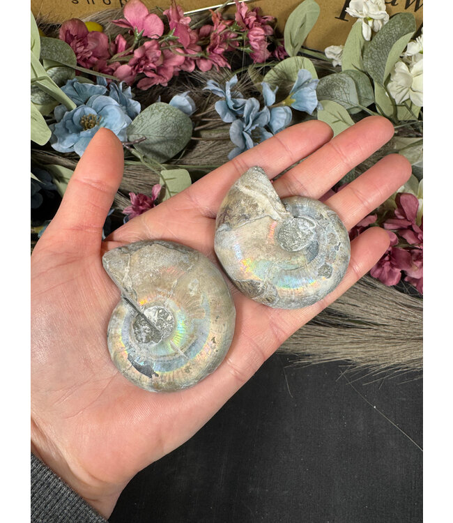 Ammonite Pair #40, 106gr