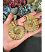 Ammonite Pair #41, 66gr