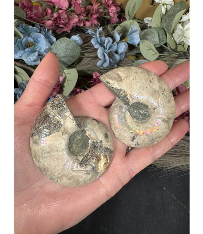 Ammonite Pair #43, 106gr