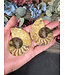 Ammonite Pair #44, 54gr