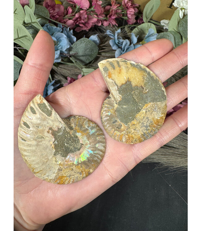 Ammonite Pair #44, 54gr