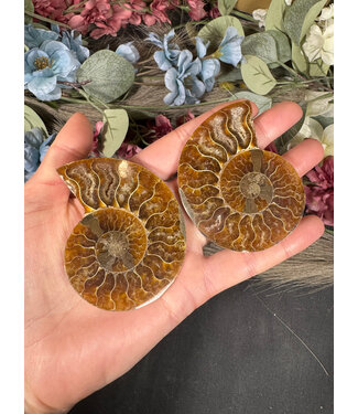 Ammonite Pair #45, 80gr