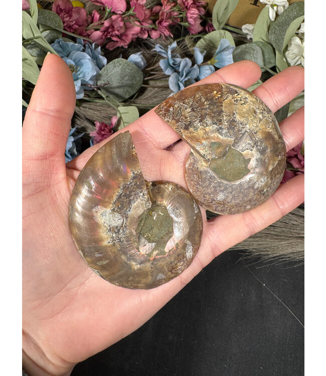 Ammonite Pair #45, 80gr