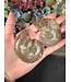 Ammonite Pair #45, 80gr