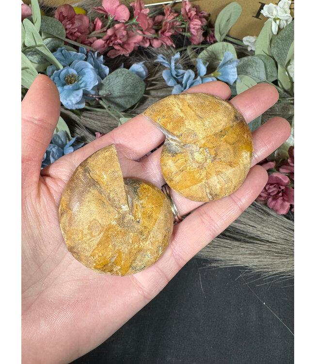 Ammonite Pair #46, 72gr