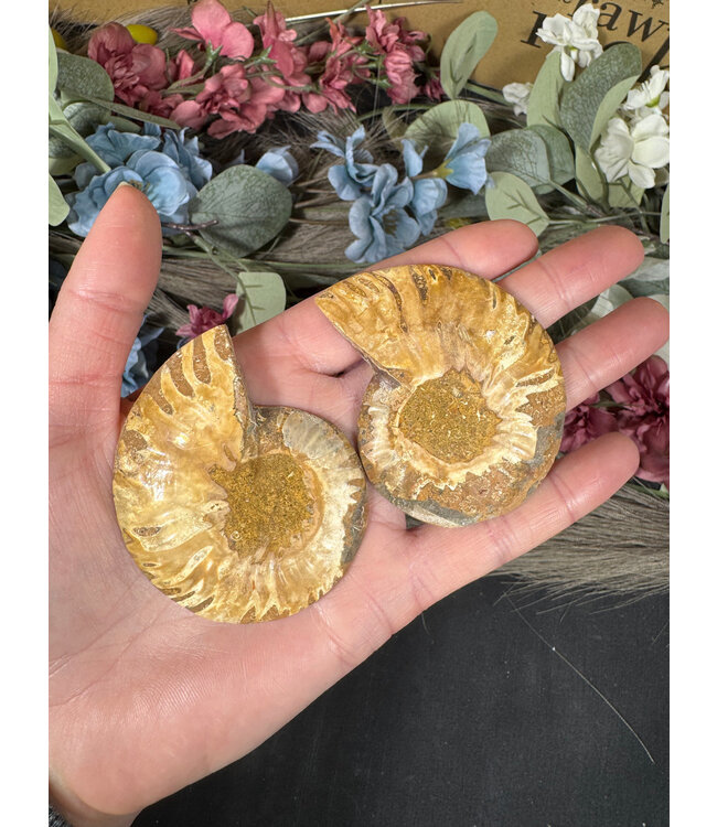 Ammonite Pair #48, 62gr