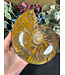 Whole Ammonite #20, 1102gr