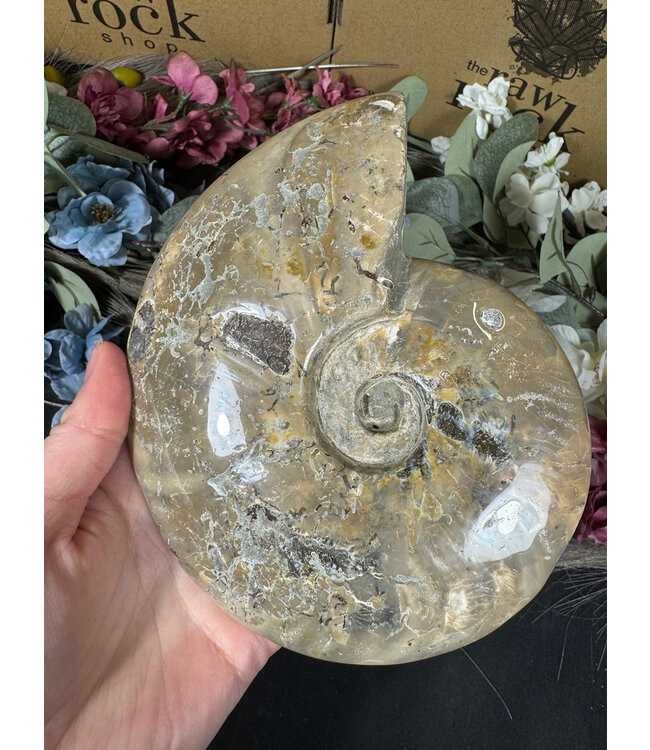 Whole Ammonite #21, 926gr