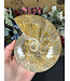 Whole Ammonite #21, 926gr
