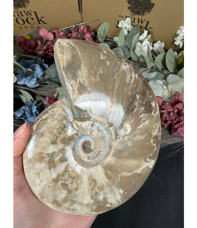 Whole Ammonite #22, 1158gr