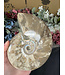 Whole Ammonite #22, 1158gr