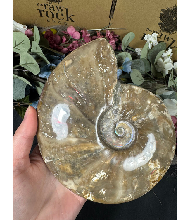 Whole Ammonite #22, 1158gr