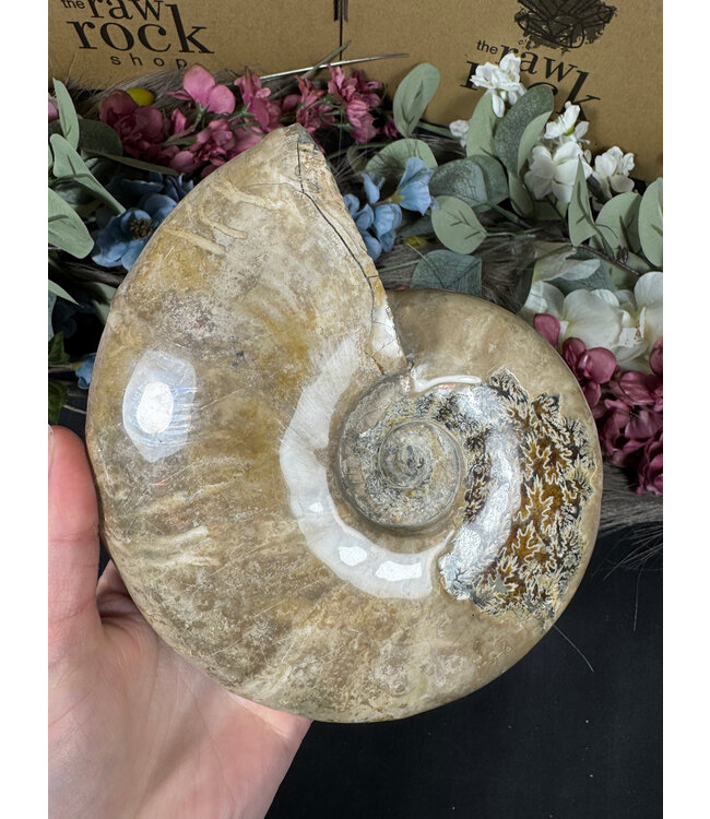 Whole Ammonite #23, 1488gr