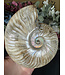 Whole Ammonite #24, 800gr