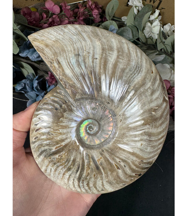 Whole Ammonite #24, 800gr