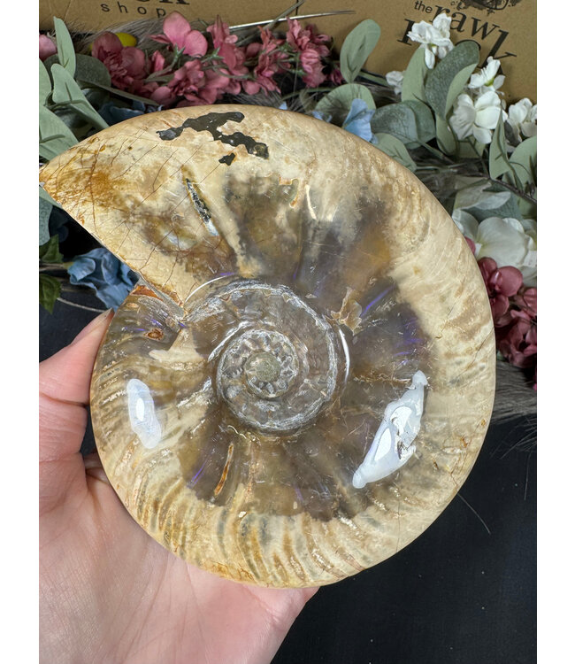 Whole Ammonite #25, 860gr