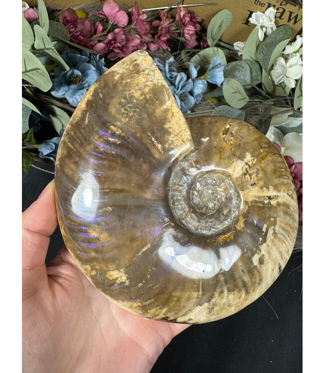 Whole Ammonite #25, 860gr